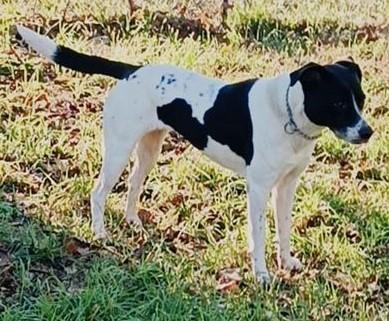 Polka dolcissima cagnoletta del 2020 Foto 5